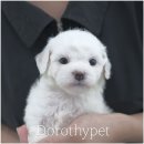 광주강아지분양 고양이분양 도로시펫 이미지
