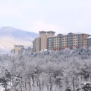 스키동