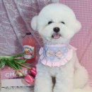 가정 펫 살롱 이미지