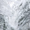 민 목장 | 강원도 가볼만한곳 대관령 양떼목장 먹이체험