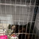 공주동물병원 이미지