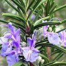 로즈마리 이미지