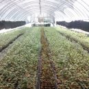 해덕농장 이미지