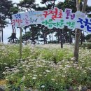 여심을 흔들다! 하얀 마음, 하얀 꽃밭 정읍 구절초축제 &amp; 내장산 ITX-새마을호 기차여행 2026년 10월 10일(토요일) 이미지