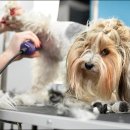 세종애견미용 이미지