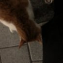 속보) 여시 핫플난 유기된 고양이, 8일의 기적 (feat.찾았어요) 이미지
