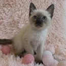 도그동물농장 이미지