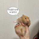 이** 이미지