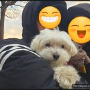 펫티시에 | 250101 17살 진정이 생일 축하하기 with 펫티시에
