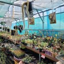 인수다육 이미지