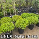 화분