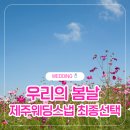 우리의 봄날 | W12. 제주웨딩스냅 선택] 제주 웨딩스냅촬영 "우리의 봄날" 계약 후기 | 상담 + 가격비교 + 선택 이유