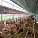 오리농장 이미지