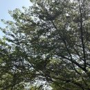 삼정한의원 | 부여맛집 부여가볼만한 곳 부여여행 부여현지인맛집 부여냉면 부여삼정식당