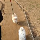 봄날의강아지