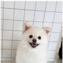 리츠펫