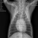 더케이 동물병원 이미지