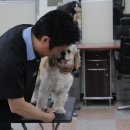 따라 애견학교 이미지