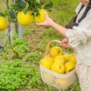 상양농장 | 밀양 아이랑 갈만한곳 애플보이 사과 따기 체험