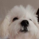 구드만