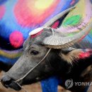 버팔로 - 동구 | 버팔로