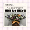 광장47호 | 안산 중앙동 고잔동 꽃집 기념일 크리스마스 졸업식 꽃다발 꽃바구니 꽃블리 안산고잔본점 이용후기