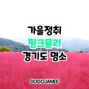 핑크뮬리 경기도 명소 공유 이미지