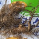 천문동 농장 이미지