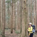 25년 3월 7일 한라산 둘레길 동백숲 14km 점심 비빔밥도시락 이미지