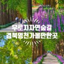 우로지 자연숲 공원(메타세쿼이아길) | 경북 영천 가볼만한곳 추천 우로지자연숲 맥문동 메타세콰이어길
