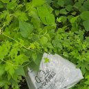 시흥견인차량보관소(대야) 이미지