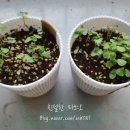 다이소신대부적점