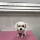 일산제일동물병원 네이버블로그