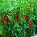 빨간고추 이미지