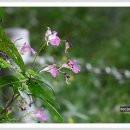 산자락에 이미지