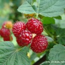 상동농장 이미지