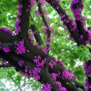 용동초등학교 이미지