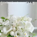 디오나 이미지