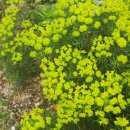 【솔잎대극 Euphorbia cyparissias】 「대극과에 속하는 솔잎 닮은 여러해살이풀」 이미지