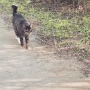 소독쟁이