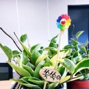 반려식물 원예화분 공예 이미지