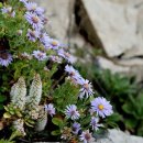 바위 솔 이미지