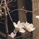 모캄보 유강점 이미지