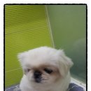 초파샵