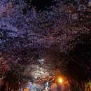 부천제일시장 벚꽃길 네이버블로그