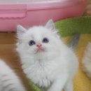 뀨냥네 네이버블로그