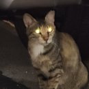 나에개로 이미지