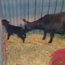 가산흑염소 이미지