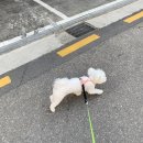 조이 애견 유치원 이미지