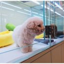 대구강아지분양 마마스미독 본점 이미지